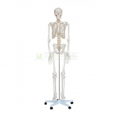 Szkielet człowieka 180 cm (realny rozmiar)